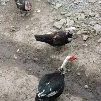 حیوانات خانگی