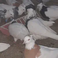 طوقی|گربه|دینور, |دیوار