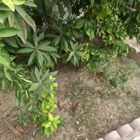 فروش-زمین-باغ-انگور