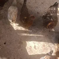 فروش مرغ|حیوانات مزرعه|پاتاوه, |دیوار