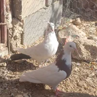 کفتر|پرنده|شیراز, بازار|دیوار