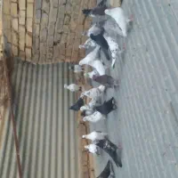 فروش کبوتر