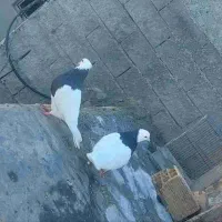 کبوتر طوقی بازیکن|پرنده|اردل, |دیوار