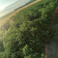 زمین برای احداث خانه باغ