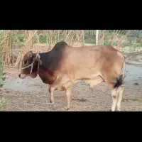 فروش فوری دوستان باقیمت مناسب وارسال هم دارم|حیوانات مزرعه|طارم, |دیوار