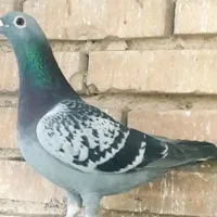 کبوتر پلاکی مسافتی آردن.ویگن