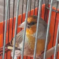 سره قناری دهن دار