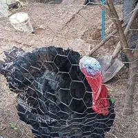 بوقلمون