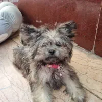 سگ یورک شایر ۶ ماهه|سگ|شهریار, شهریار|دیوار