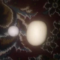 سنگ آسیاب