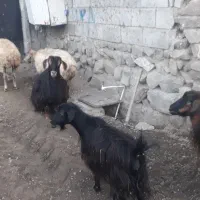 ۲راس کوسفند جوان یکی زاییده یکی آبستن با۳راس بز|حیوانات مزرعه|اهر, |دیوار