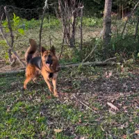 سگ ژرمن نر فوقعلاده باهوش واگذاری (بازدید فومن )