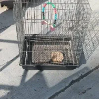 عروس هلندی|پرنده|نسیم‌شهر, |دیوار