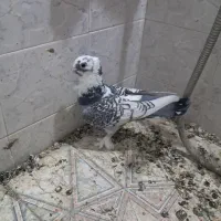 کفتر|پرنده|شیراز, لب آب|دیوار