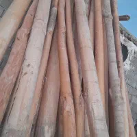 خرید وفروش انواع چوب ساختمانی وباغی