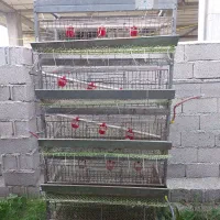 فروش قفسه۵طبقه بلدرچین وجوجه|لوازم جانبی حیوانات|تالش, جوکندان|دیوار