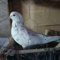 سلام یه جفت پاپر|پرنده|دماوند, دماوند|دیوار