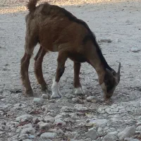 کهره نر
