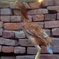 جوجه مرغ لاری