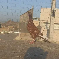 جوجه میناسرخ کاکل|پرنده|زاهدان, |دیوار