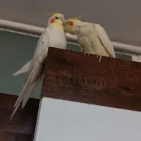 فروش یک جفت عروس هلندی لوتینو