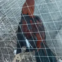 خروس لاری|حیوانات مزرعه|قزوین, |دیوار