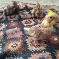 ۵عدد جوجه عروس سرلاکی ۳۵۰۰۰۰