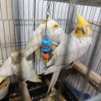 عروس هلندی سخنگو