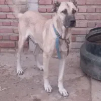 سگ نر گله ای و نگهبان|سگ|آذرشهر, |دیوار