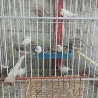 فنچ زبراوبنگالی تعدادبالا