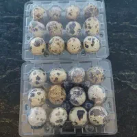 تخم بلدرچین