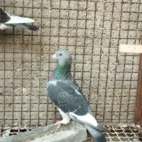 کبوتر قره کوهی|پرنده|شیراز, شهرک مدرس|دیوار