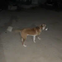 سلام سک گله وصحرا|سگ|آبپخش, |دیوار