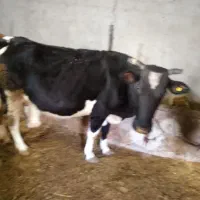 دو تا گاو خوب شیری