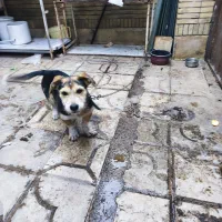 سگ نگهبان عالی