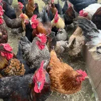 معاوضه کبوتر با مرغ و خروس