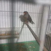 چند جفت قناری رنگ تیره آگات توپاز کبالت|پرنده|حمیدیا, |دیوار