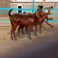 3راس بزغاله دودندان وچهار دندان