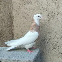 طوق زرد ماده