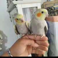عروس هلندی جفت