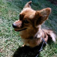 سگ اشپیتز روباهی گمشده،