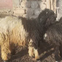 بره تخمی|حیوانات مزرعه|میانکوه, |دیوار