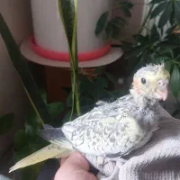 عروس هلندی دستی