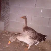 غاز ۹ماهه تخم گذار|پرنده|گتوند, |دیوار