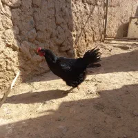 مرغ محلی