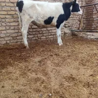 گاو تلیسه گوساله|حیوانات مزرعه|تربت جام, میان جام|دیوار