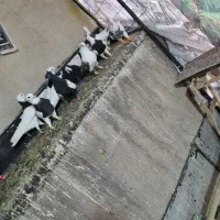 ۴۰تا کبوترشهرستانی تهران جانداران