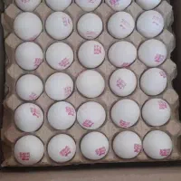 پخش عمده و جزئی تخم مرغ