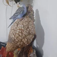 جوجه مرغ عشق