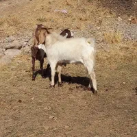 نر بز نژدی|حیوانات مزرعه|بروجرد, |دیوار